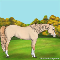 Horse Color:Red Dun Splash 