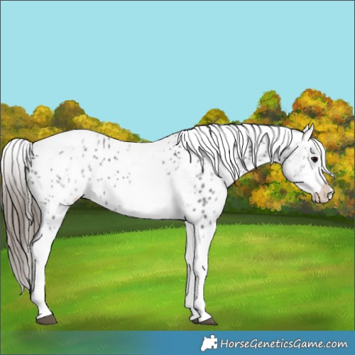 Horse Color:White Spotted Black Splash Tobiano Frame Appaloosa 