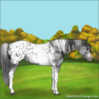 Horse Color:White Spotted Black Splash Tobiano Frame Appaloosa 