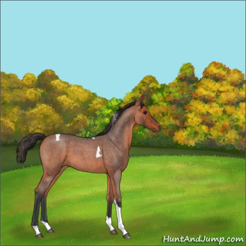 Horse Color:Bay Roan Tobiano 