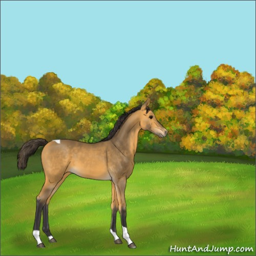 Horse Color:Buckskin Tobiano 
