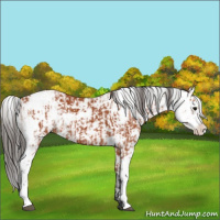 Horse Color:Bay Sabino  and Bay Sabino 