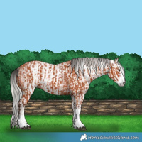 Horse Color:Silver Bay Sabino  and Gray Bay Sabino 