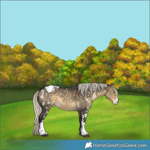 Horse Color:Silver Buckskin Dun Sabino Appaloosa Rabicano 