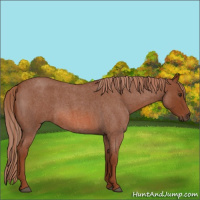 Horse Color:Red Roan 