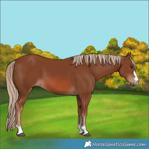 Horse Color:Chestnut 