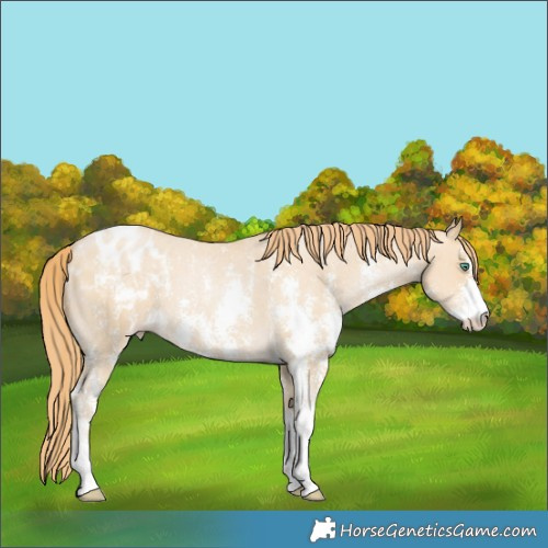Horse Color:Smoky Black Pearl Sabino Appaloosa 
