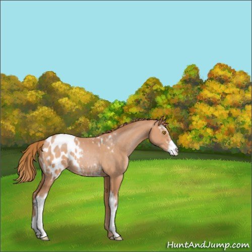Horse Color:Bay Pearl Sabino Appaloosa 