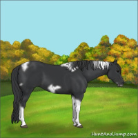 Horse Color:Black Tobiano Frame 