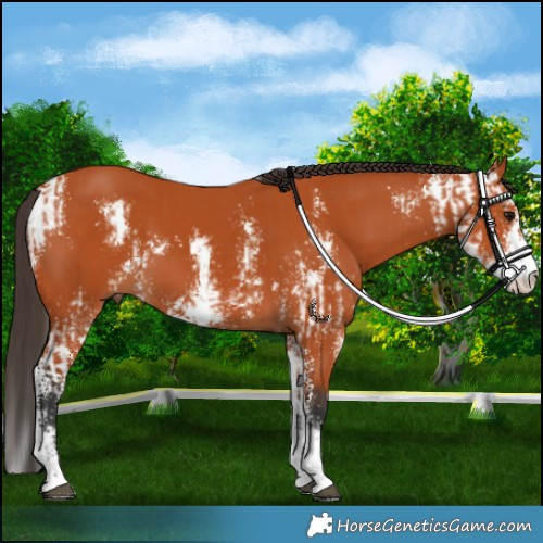 Horse Color:Bay Sabino  and Bay Sabino 