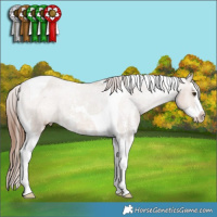 Horse Color:Red Dun Sabino Splash Tobiano Appaloosa