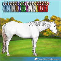 Horse Color:Red Dun Sabino Splash Tobiano Varnish