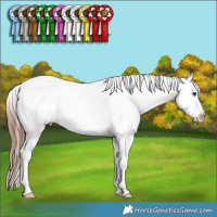 Horse Color:Red Dun Sabino Splash Tobiano Appaloosa