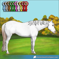 Horse Color:Red Dun Sabino Splash Tobiano Appaloosa 