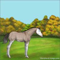 Horse Color:Liver Red Dun Sabino Splash Varnish Rabicano 