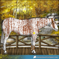 Horse Color:Bay Sabino and Gray Bay Sabino