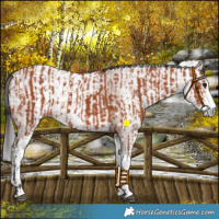 Horse Color:Bay Sabino  and Gray Bay Sabino 