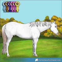 Horse Color:Red Dun Sabino Splash Tobiano Appaloosa 