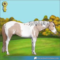 Horse Color:Red Dun Sabino Splash Tobiano Appaloosa 