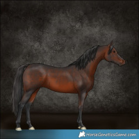 Horse Color:White Spotted Brown