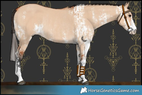 Horse Color:Bay Dun Sabino and Bay Dun Sabino Rabicano