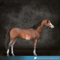 Horse Color:White Spotted Bay