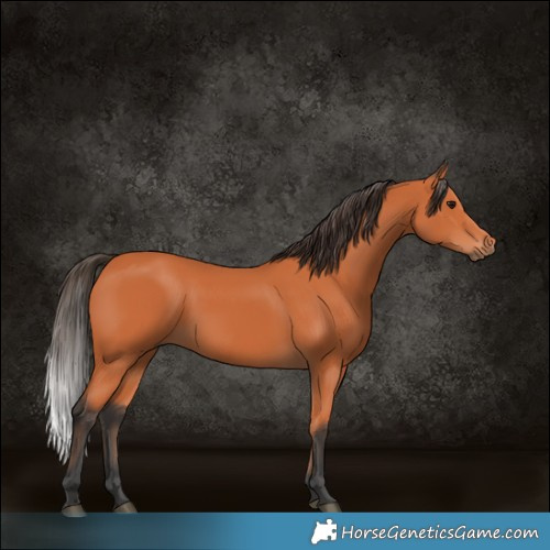Horse Color:White Spotted Bay 