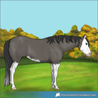 Horse Color:Grullo Splash 