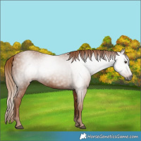 Horse Color:Gray Chestnut 