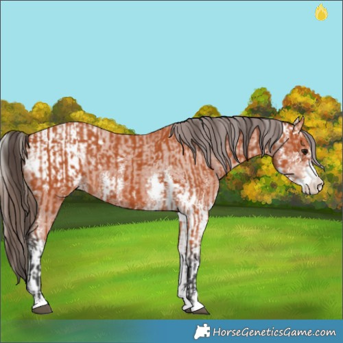 Horse Color:Bay Sabino  and Bay Sabino Appaloosa 