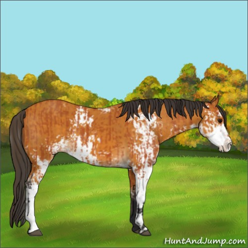 Horse Color:Bay Sabino  and Buckskin Sabino 