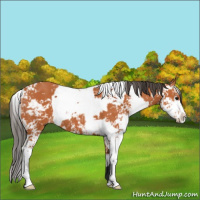 Horse Color:Bay Sabino  and Bay Sabino 