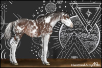 Horse Color:Liver Chestnut Sabino Rabicano 