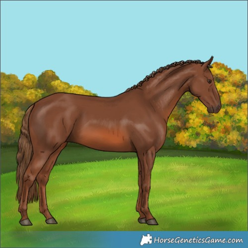 Horse Color:Chestnut 