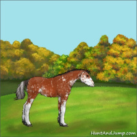 Horse Color:Bay Sabino  and Bay Sabino Rabicano 
