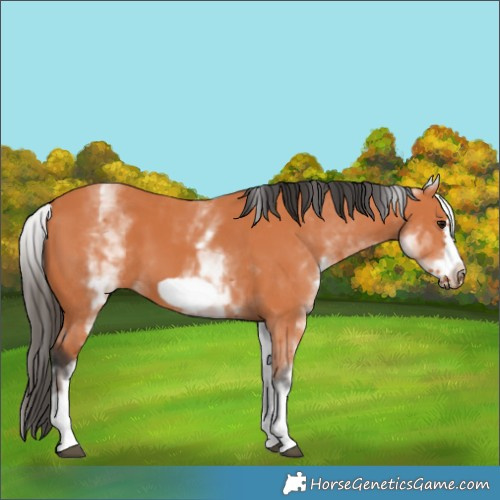 Horse Color:White Spotted Bay Frame 