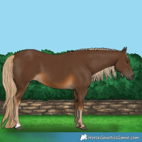 Horse Color:Chocolate Palomino 