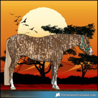 Horse Color:White Spotted Red Dun Tobiano and Chocolate Palomino