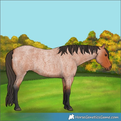 Horse Color:Unknown 