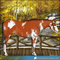 Horse Color:Bay Sabino  and Bay Sabino 