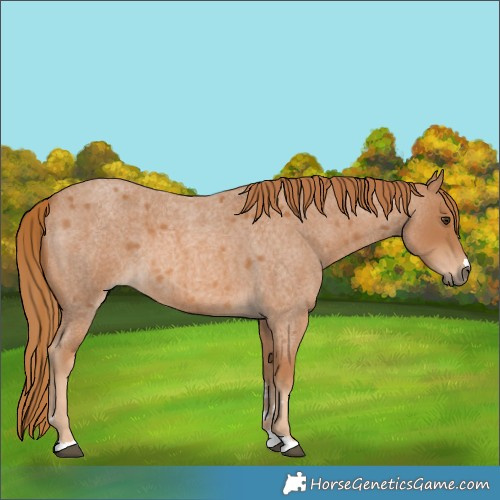 Horse Color:Unknown 