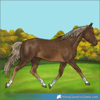 Horse Color:Chocolate Palomino 