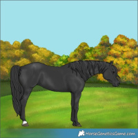 Horse Color:Black 