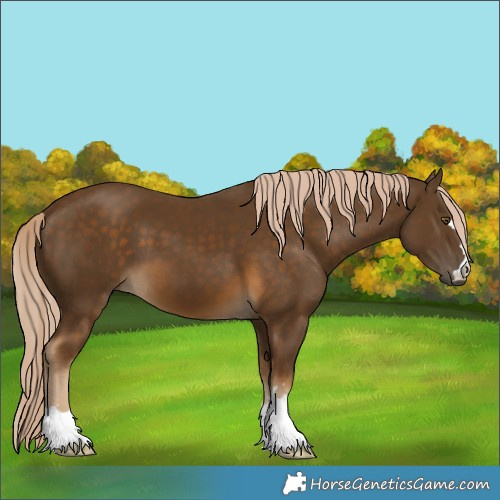 Horse Color:Chocolate Palomino 