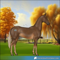 Horse Color:Chocolate Palomino 