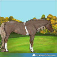 Horse Color:Chocolate Palomino Roan Tobiano