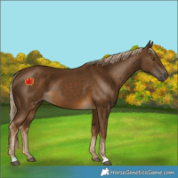 Horse Color:Chocolate Palomino 