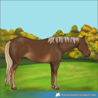 Horse Color:Chocolate Palomino 