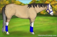 Horse Color:Buckskin Dun Splash