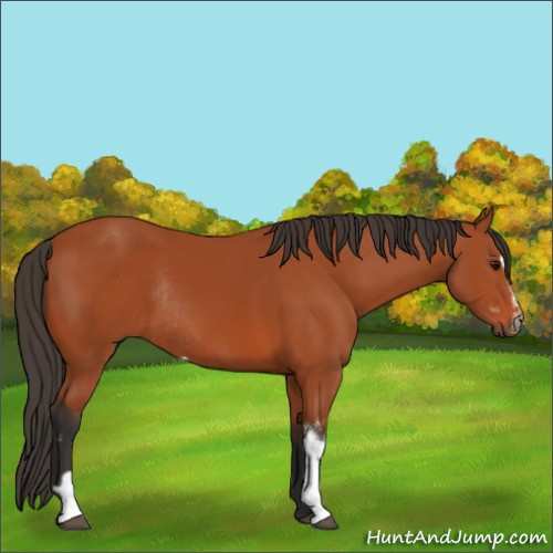 Horse Color:Bay Sabino Rabicano  and Bay Sabino 